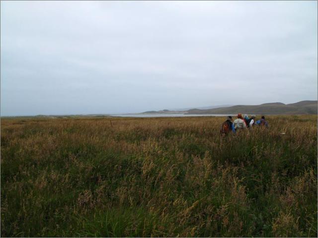 sm Pt. Reyes.RCA (06).jpg - There are only small paths through sometimes chest high Velvet Grasses leading to Abbots.